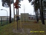 Baumpflanzung