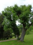 Baumpflege mit Hilfe von Mykorrhiza
